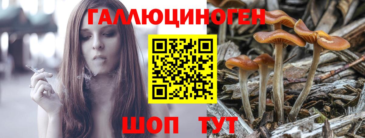 Псилоцибиновые грибы Psilocybe Бузулук